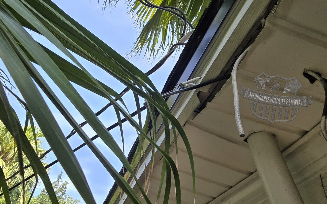 How Wildlife Turns Your Yard Into an Attic Access System