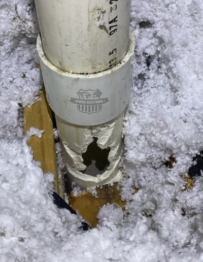 Key insights on wildlife inspections