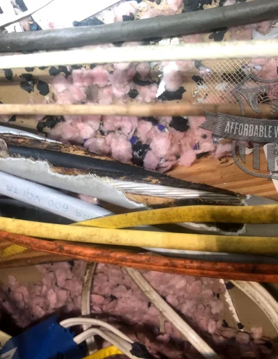 rat damaged electrical