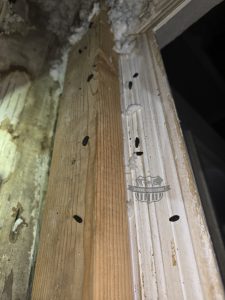 rats in attic orlando