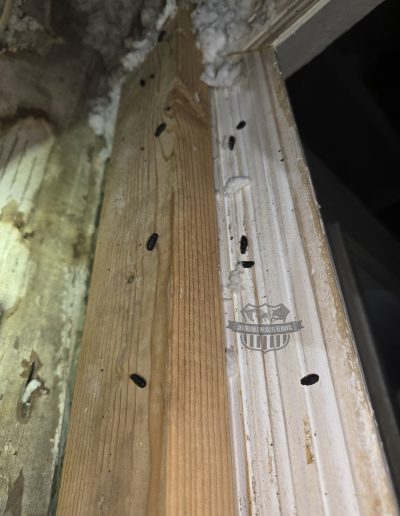 rats in attic orlando