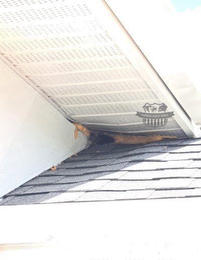 rats chewed through foam