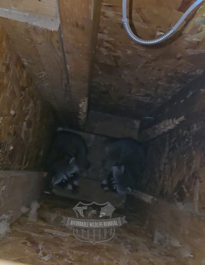 raccoon family in attic