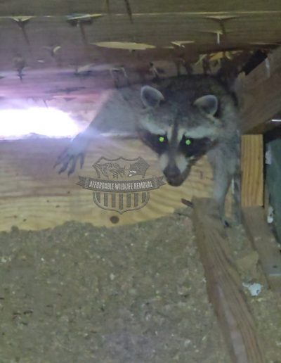 raccoons in attic